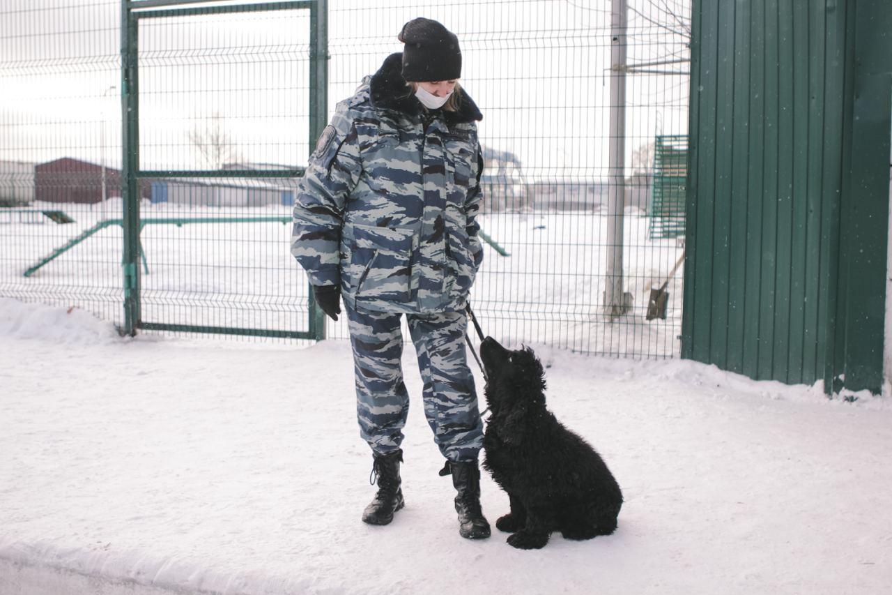 Фото «Можно валяться кверху пузом»: чем занимаются служебные собаки Новосибирска на пенсии 11